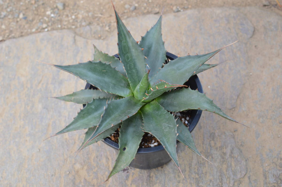 アガベ モンタナ 特大 抜き苗 福岡県限定 アガベ モンタナ 原種 大苗