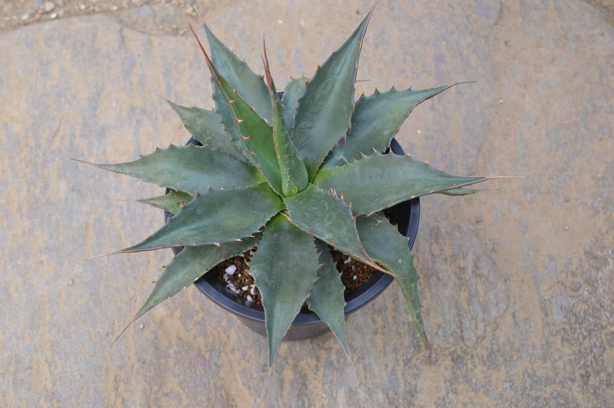 アガベ モンタナ 特大 抜き苗 福岡県限定 アガベ モンタナ 原種 大苗