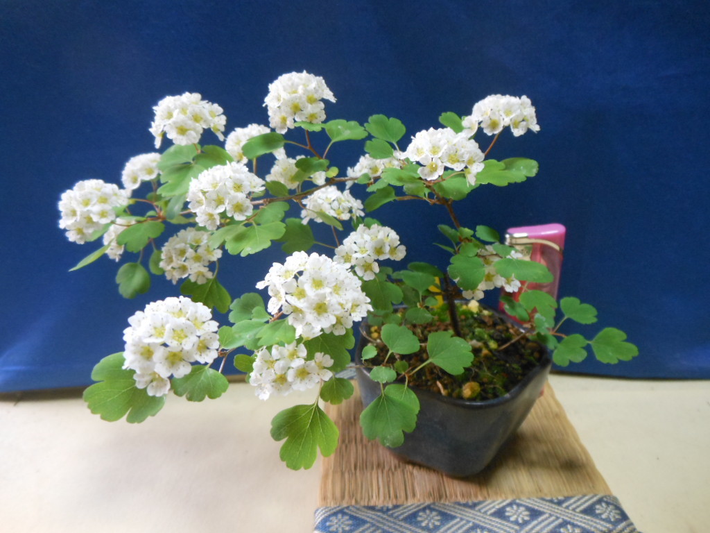 豆助ミニ盆栽　三つ手岩傘