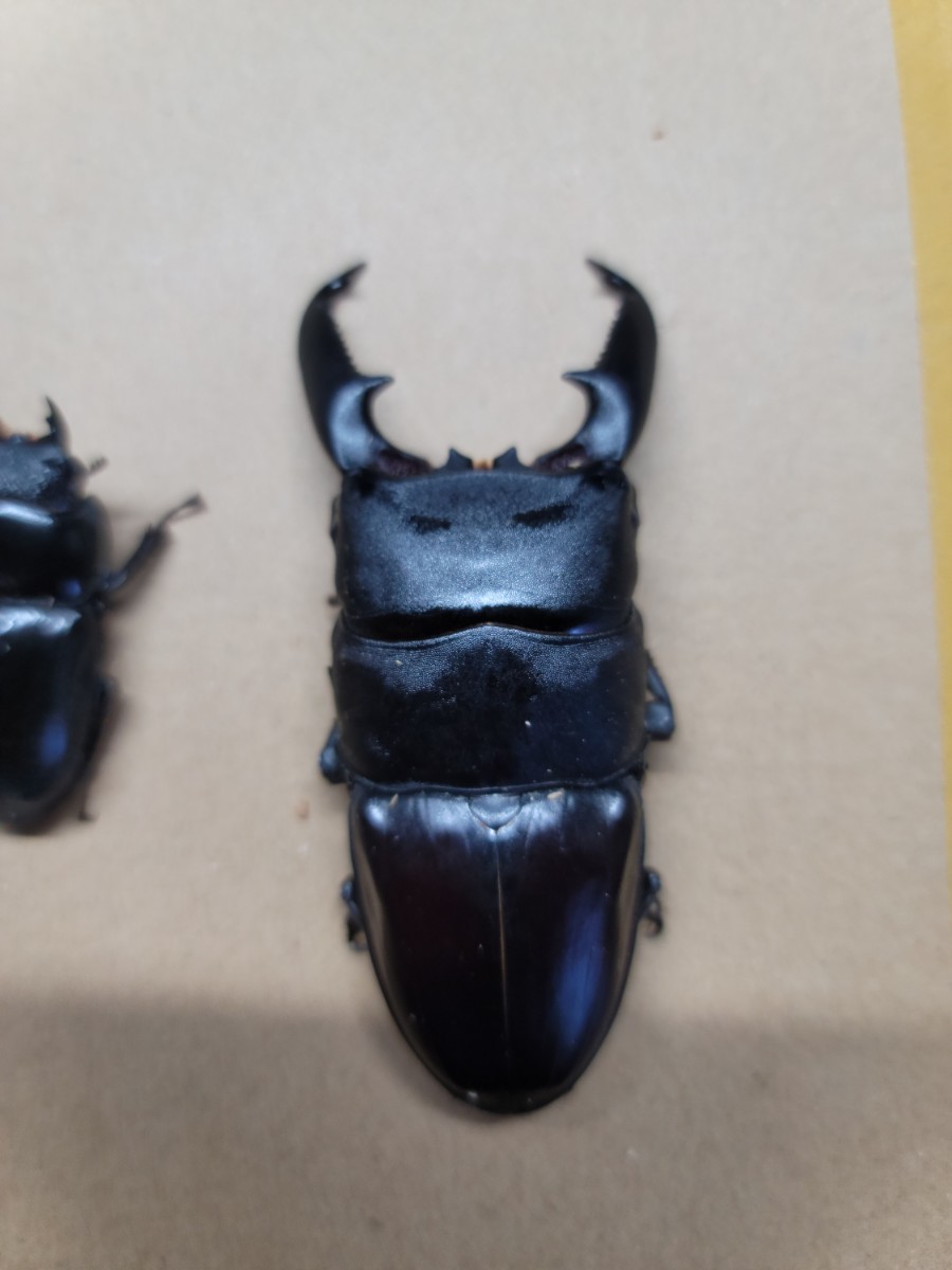 パラワンオオヒラタ　ペア(新成虫)　管理No.A