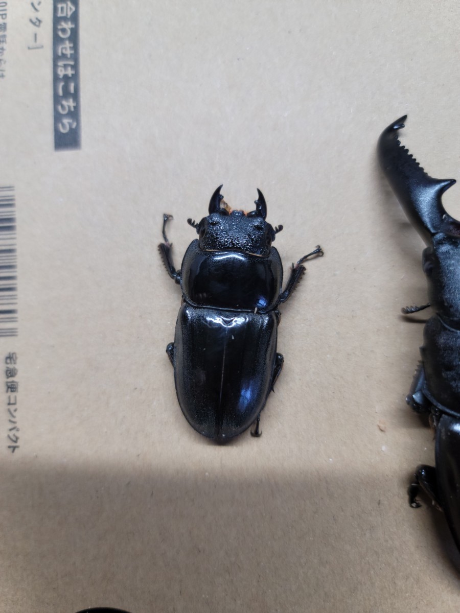 パラワンオオヒラタ　ペア(新成虫)　管理No.A