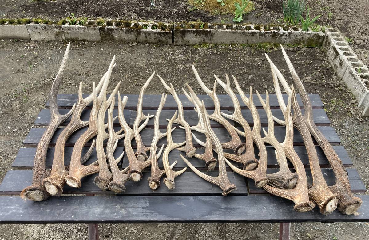 エゾシカの角　9対18本プラス１本合計19本　【今シーズン駆除】