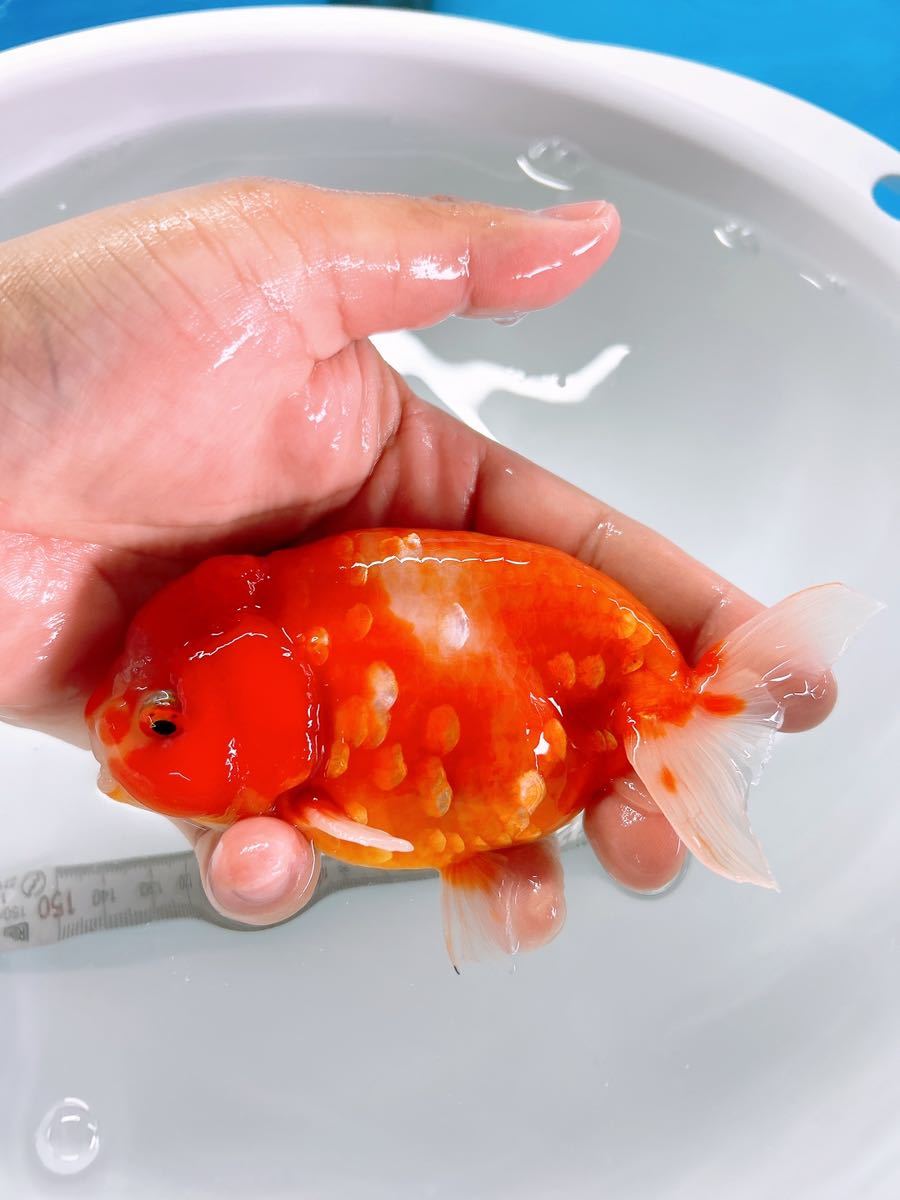 関東東錦　極上上物 大放出】極上 弥富産 加藤氏 桜錦 3歳 12cm オス 金魚屋藤