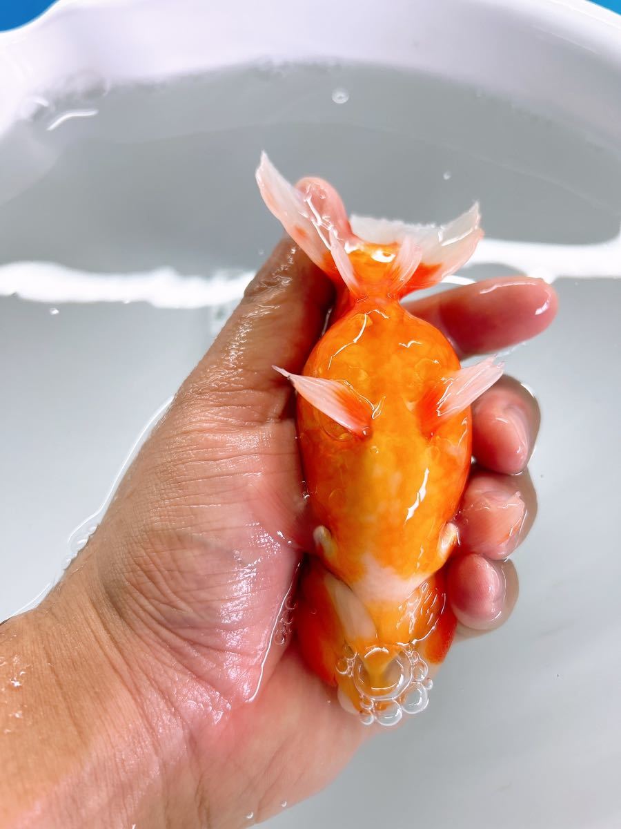 大放出】極上 弥富産 加藤氏 桜錦 3歳 12cm オス 金魚屋藤