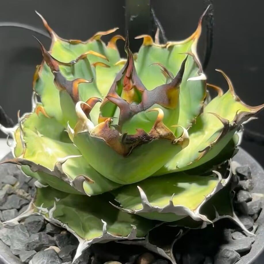 57【10苗セット販売】アガベ パリ― 吉祥天錦 斑入り Agave parryi var