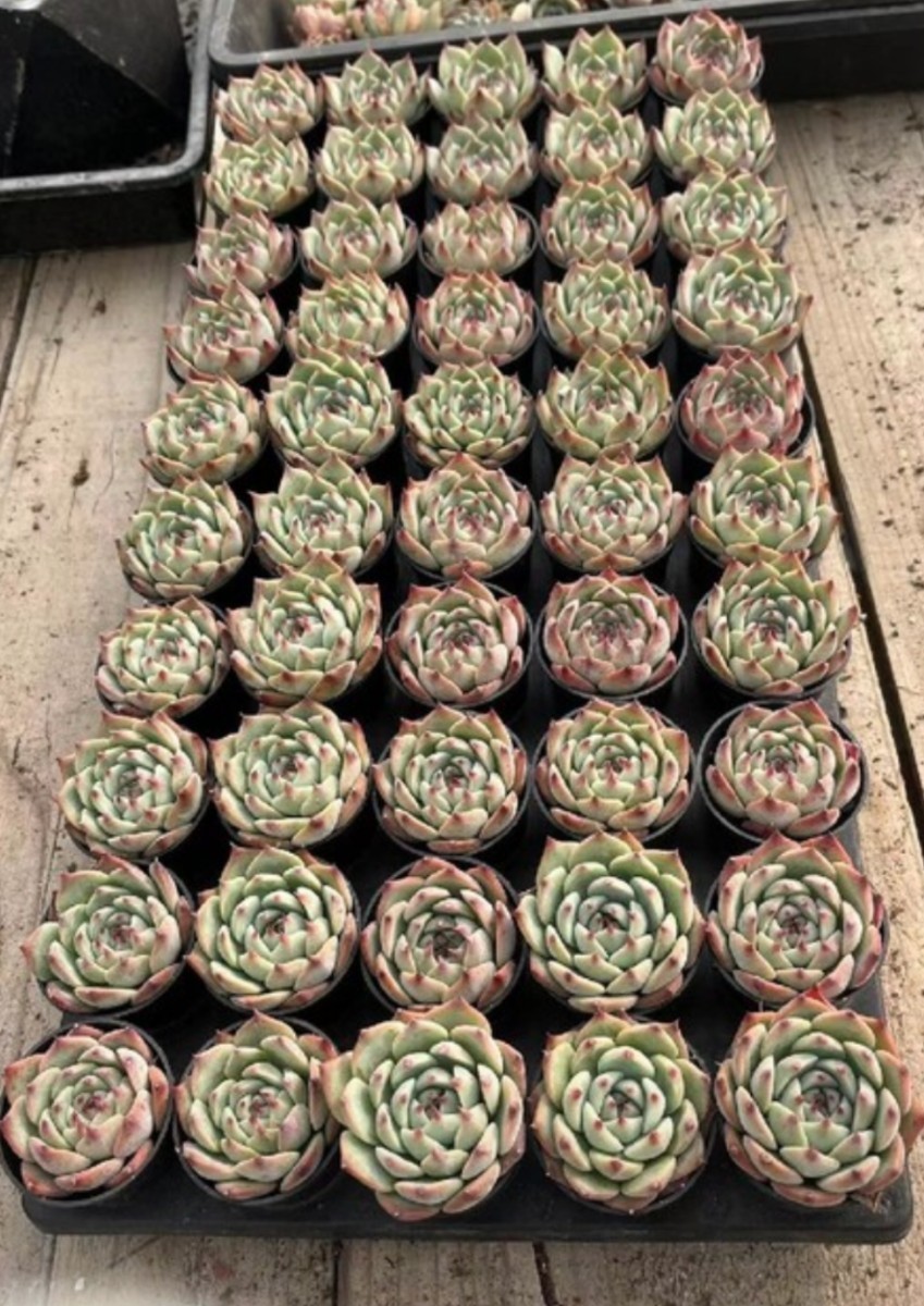 チワワエンシス エケベリア | 多肉植物 : チワワ 苗 多肉 hyb.（抜き苗