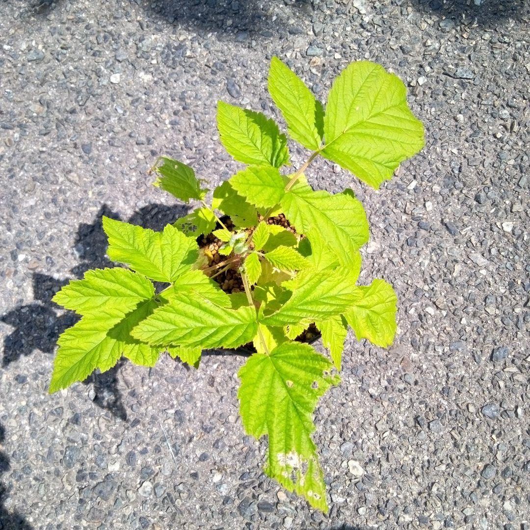 Tulameen トゥラミーン ラズベリーの苗 訳あり 4 花、園芸 苗 【公式