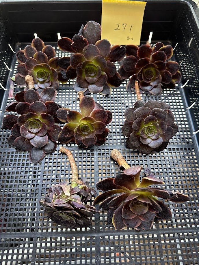 流行サイト 0429K-H-T1045-271 アエオニウム キャリー8個 多肉植物