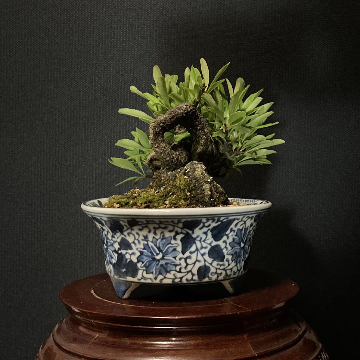 明洸苑] 盆栽 ピラカンサ 13.5cm 【公式通販】