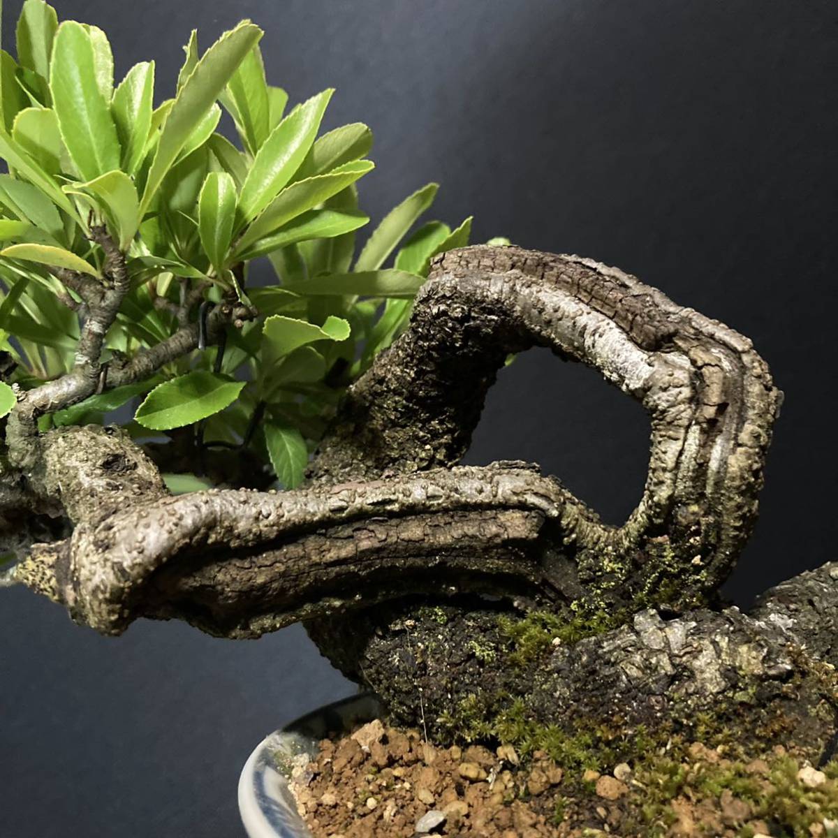 明洸苑] 盆栽 ピラカンサ 13.5cm 【公式通販】