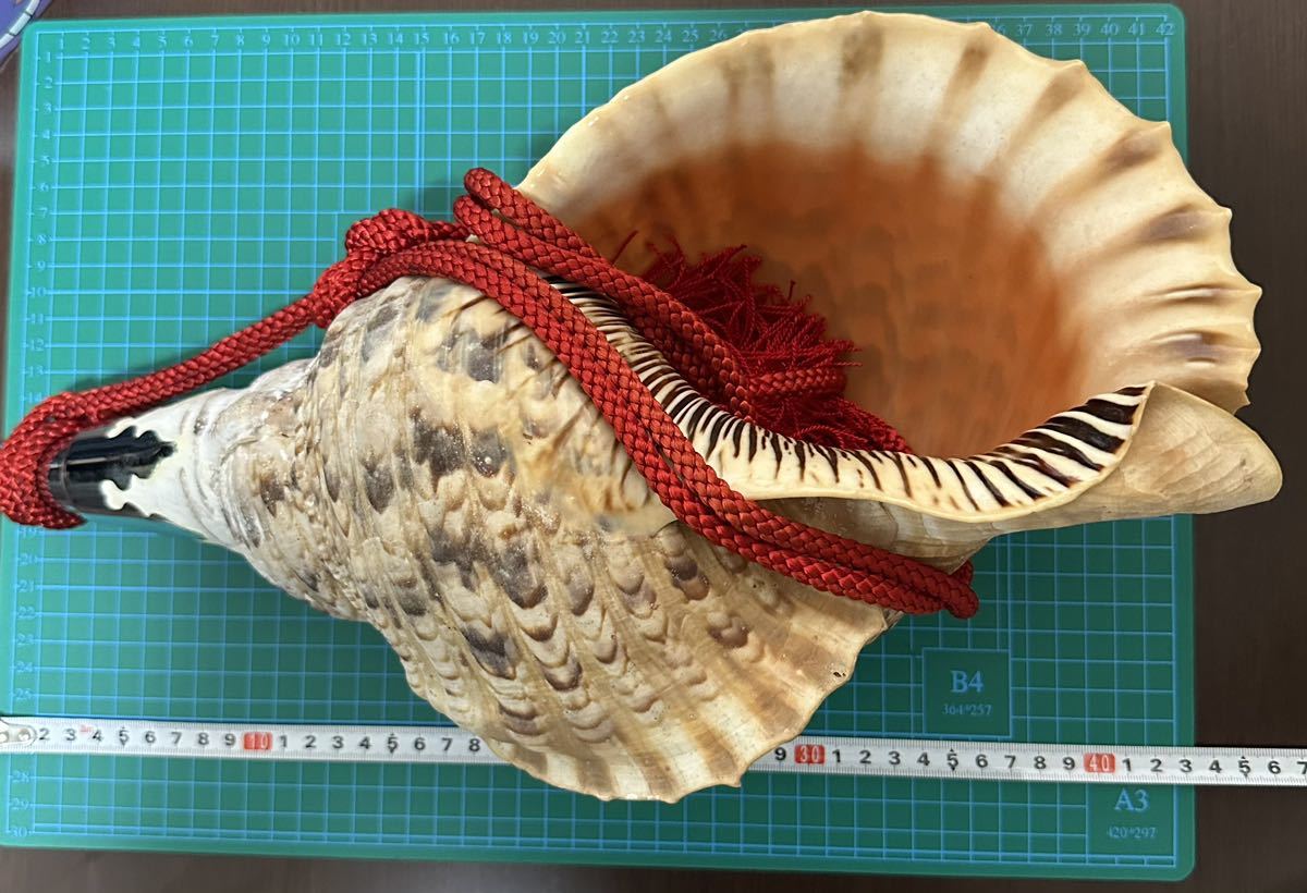 ホラ貝 歌口付 法螺貝 歌口付き 43cm 法螺貝 ほら貝 ホラ貝 音出し