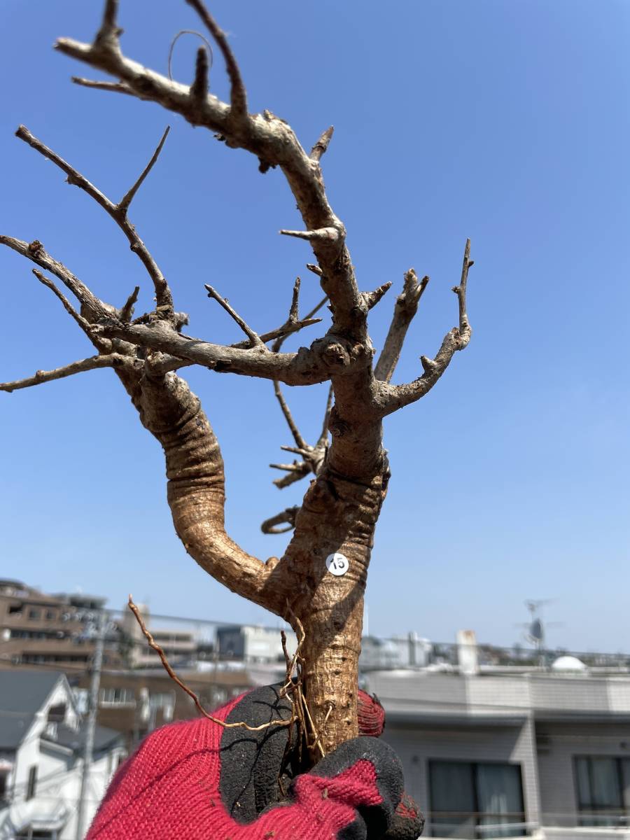 115 現地発根済 美株 Boswellia Neglecta ボスウェリア ネグレクタ 畑