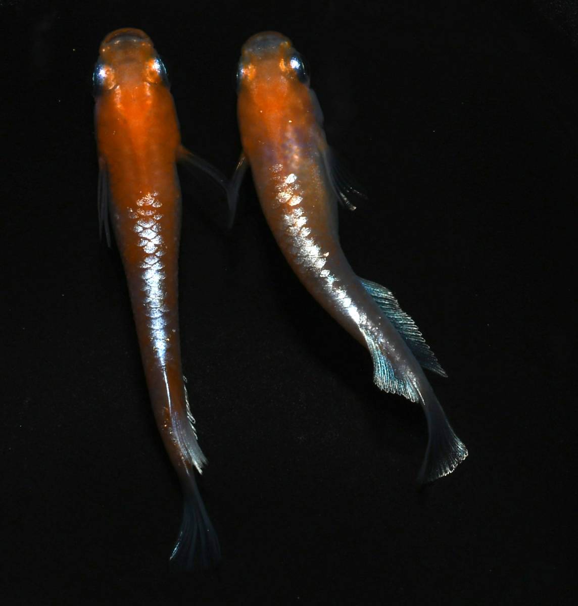 【松家】　レッドクリフ紅白めだか　1ペア