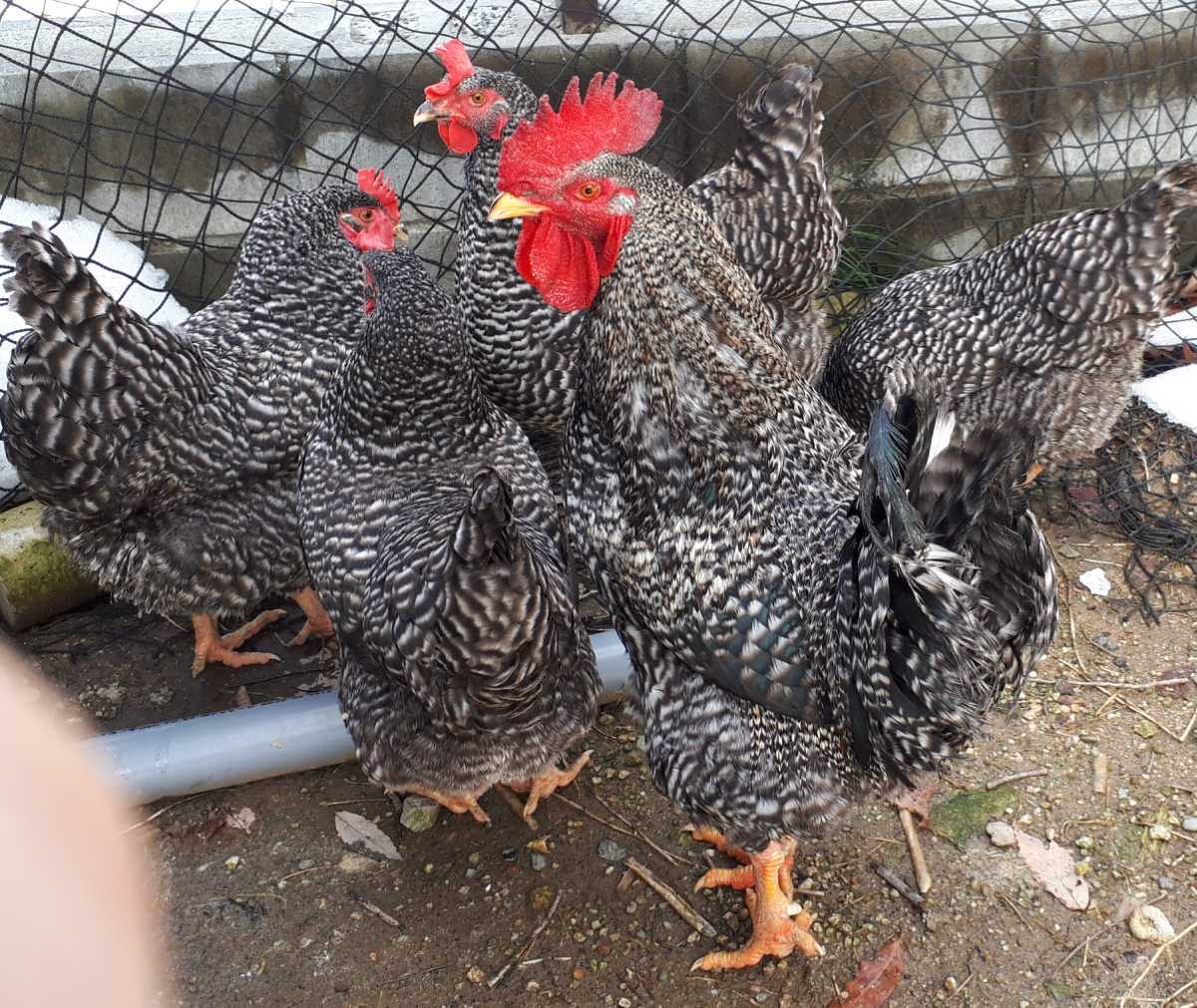 食用！岡崎おうはん有精卵　20個　即決あり