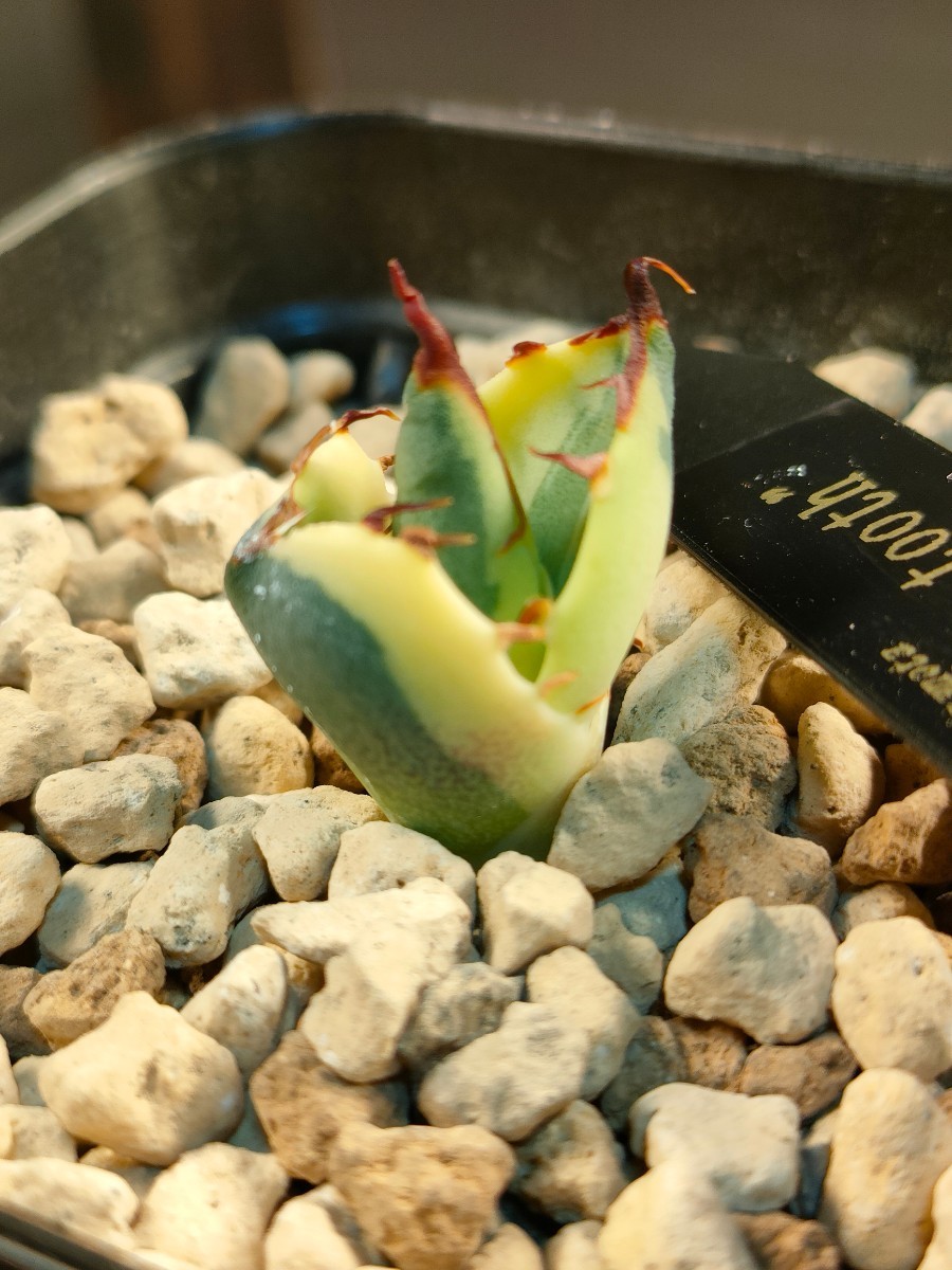 hiiro】アガベ スナグルトゥース 暴牙 子株 agave titanota snaggle