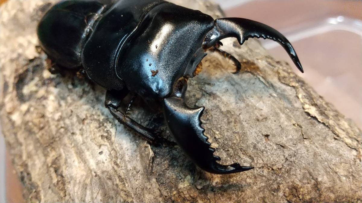 飼育簡単セット】ニジイロクワガタペア＋スマトラオオヒラタペア 新 