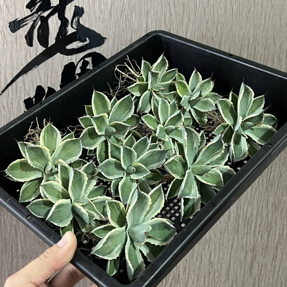 龍園觀】No.46 特選 アガベ 多肉植物 吉祥冠錦 黄覆輪 強棘
