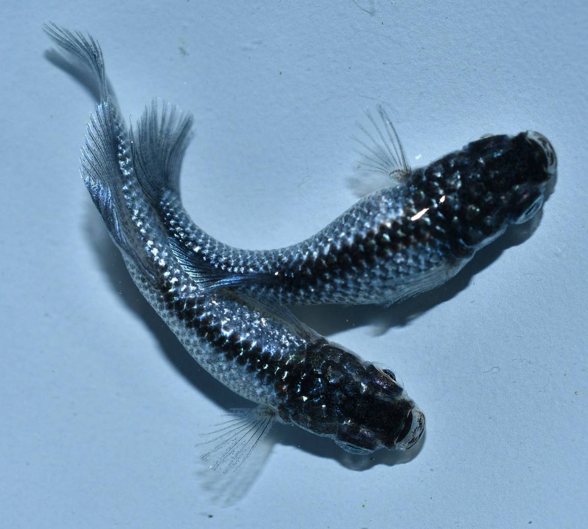 ◇つつじ◇　スーパーラメファンタヒカリ体型　若魚　1ペア　17-7