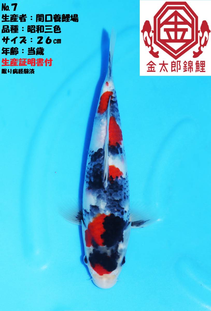 ◆革命鯉◆　№７　【最高峰の昭和を手に入れるチャンスです】　関口養鯉場　当歳　生産証明書付