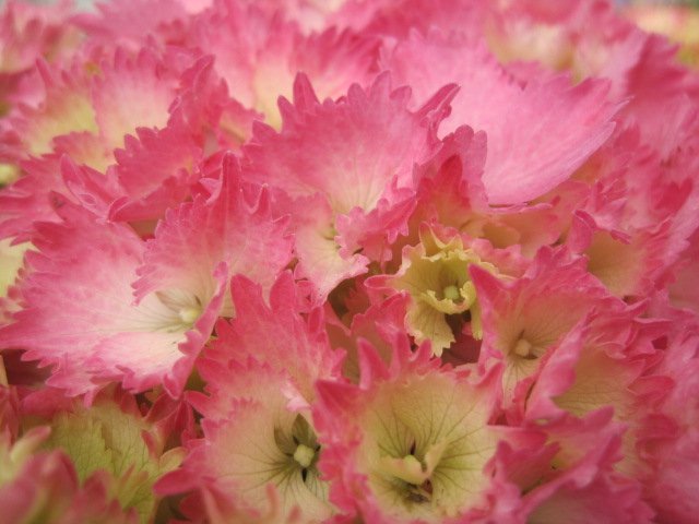 アジサイ花終わり株　『星なでしこ』　ピンク　4号鉢　紫陽花　希少品種