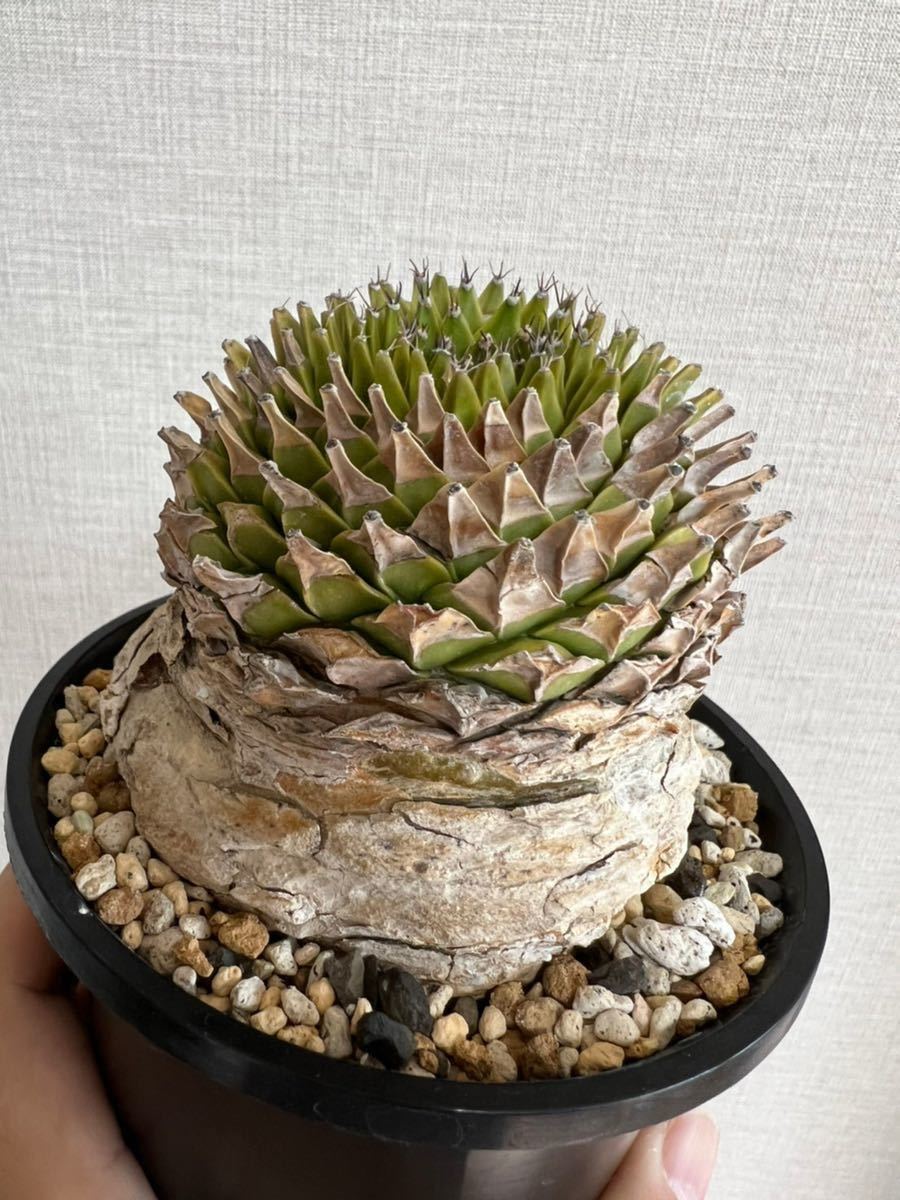 希少 現地球 帝冠 オブレゴニア サボテン / 菊水 アロンソイ 花籠 