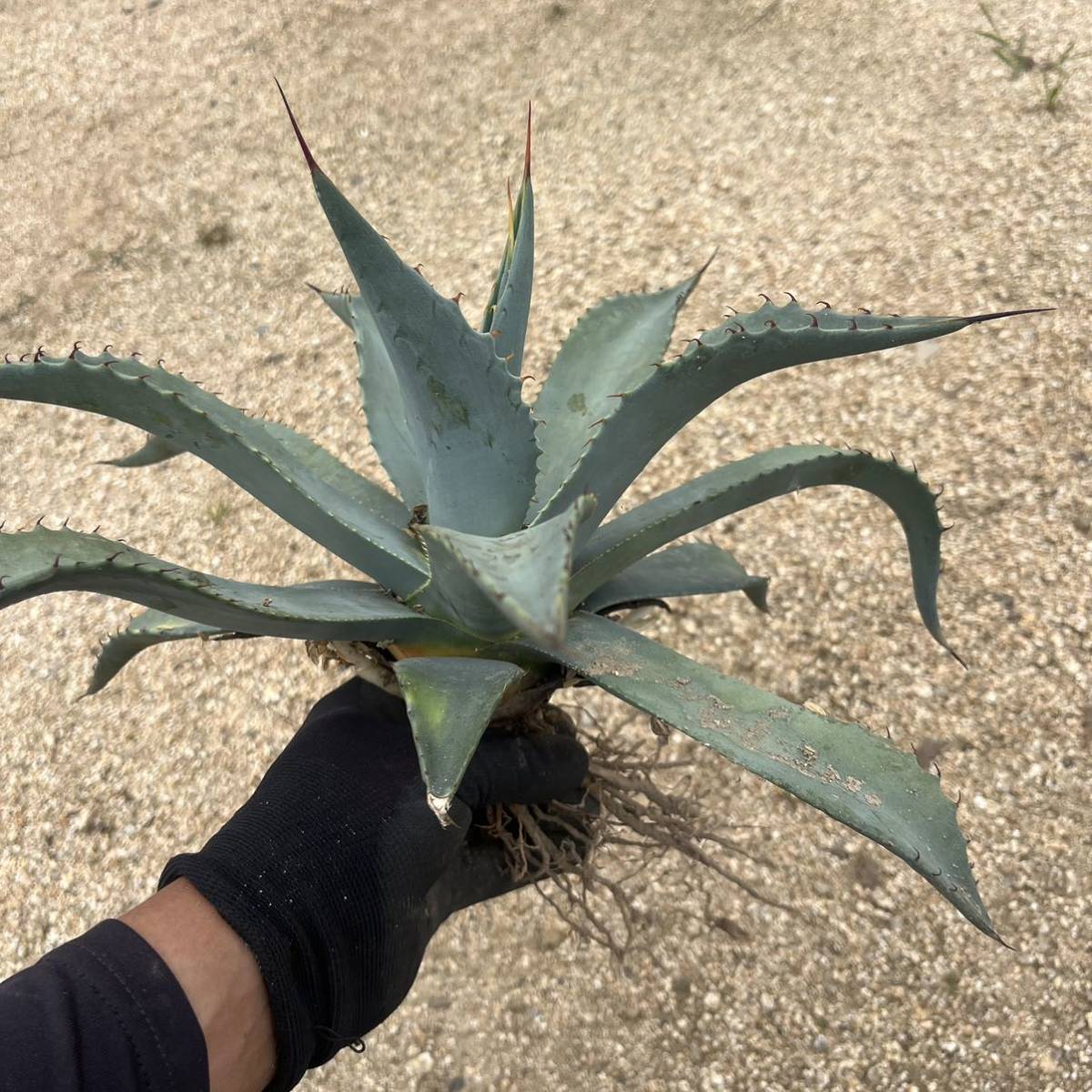② 子株付き 実生選抜 Agave parryi ssp. parryi アガベ パリー ロック 