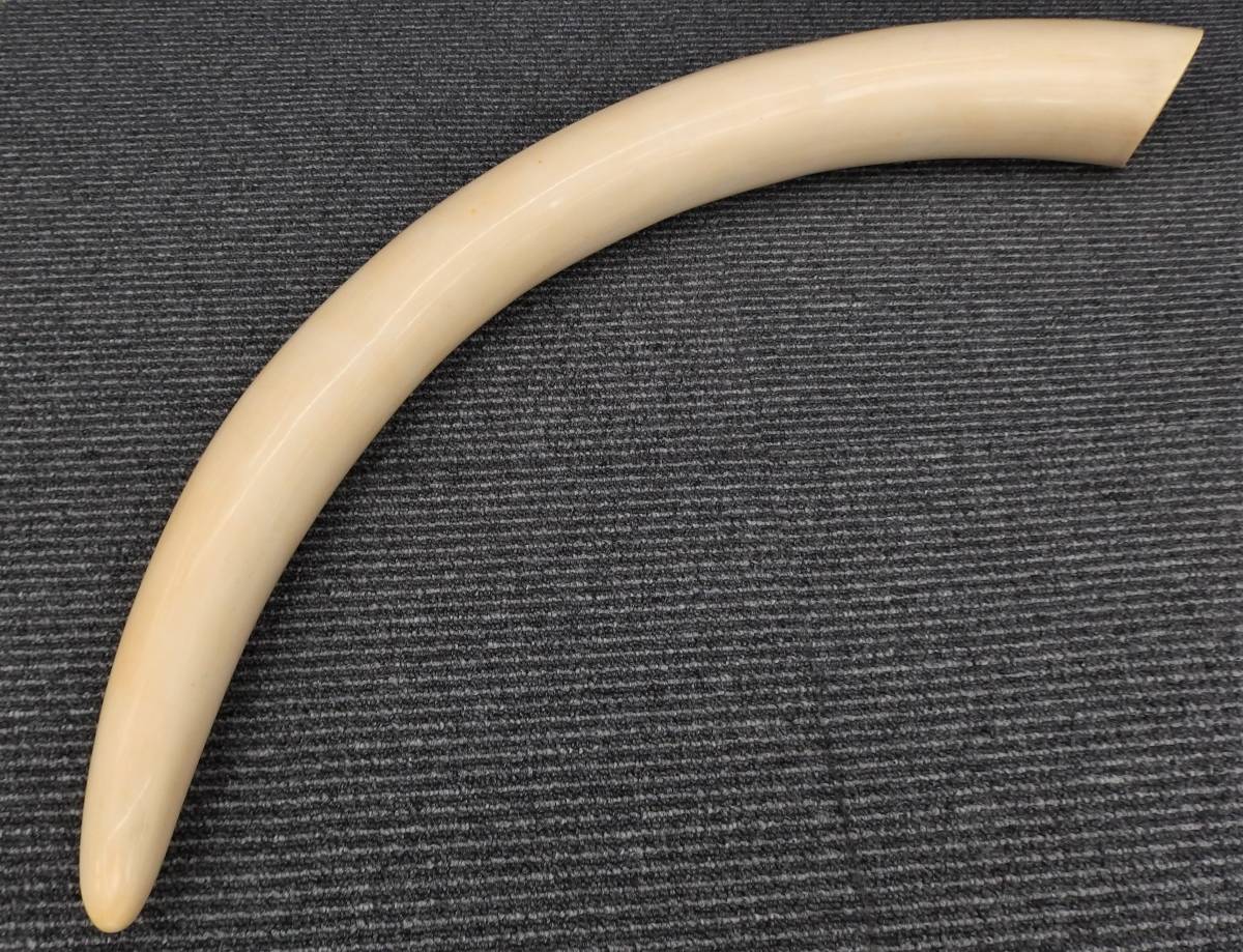 ☆中古品☆象牙風 象牙調 レプリカ 置物 一本物 一本牙 / 全長 約80cm 