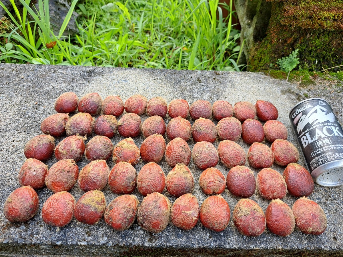 斑入ソテツ種子50粒セット 奄美大島産蘇鉄(観葉植物)｜売買された
