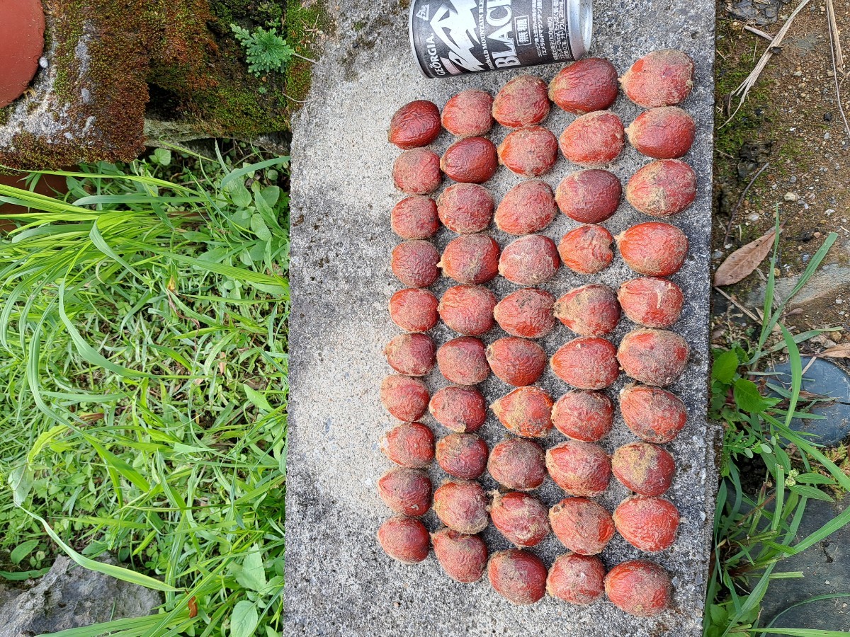 斑入ソテツ種子50粒セット 奄美大島産蘇鉄(観葉植物)｜売買された