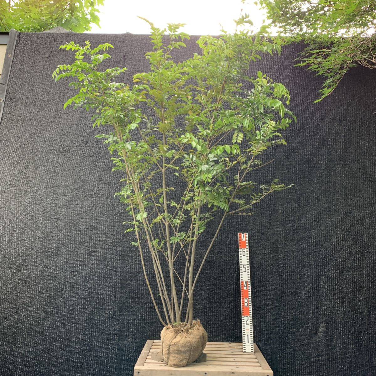 正規品，品質保証】 シマトネリコ・大株/株立ち【品番1747】庭木・植木