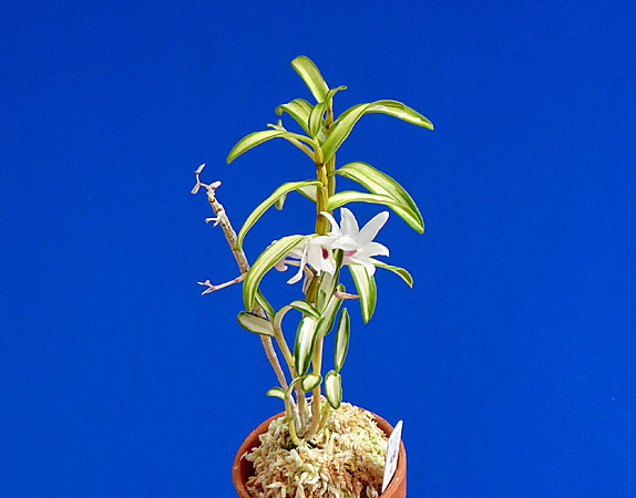 △セッコク花図鑑 セッコク 長生蘭 山野草 富貴蘭△