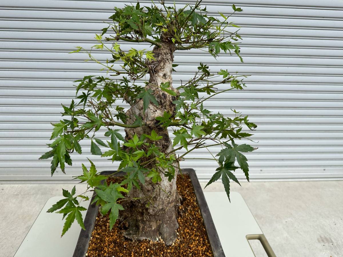 盆栽 山紅葉 樹高25cm 【公式通販】