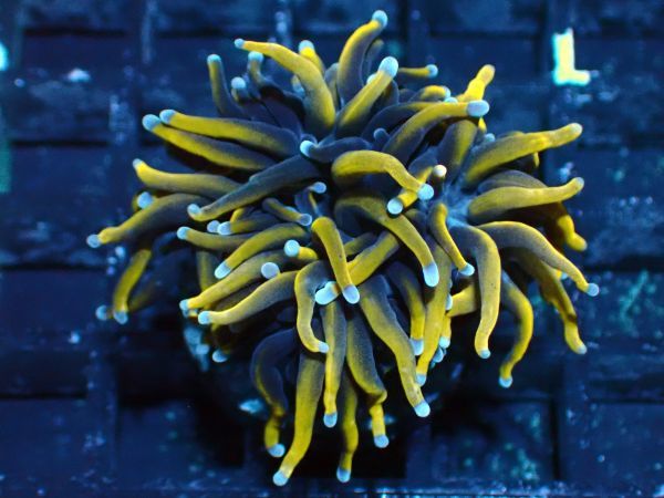 【DEN】　フラワーコーラル　ゴールドトーチ　24K　Gold Touch Coral　ポリプ長めの上質個体！　フラグサンゴ　同日１円出品アリ_1