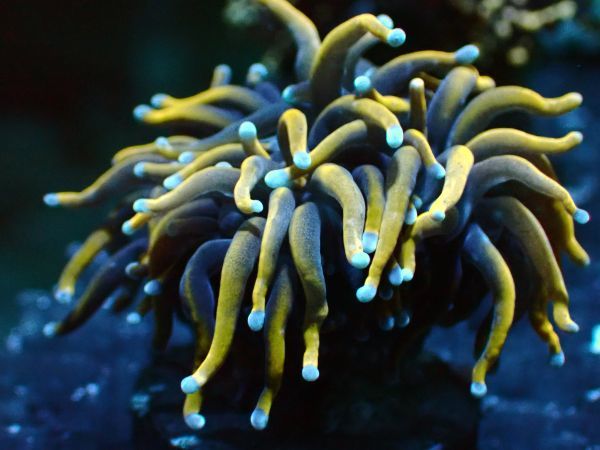 【DEN】　フラワーコーラル　ゴールドトーチ　24K　Gold Touch Coral　ポリプ長めの上質個体！　フラグサンゴ　同日１円出品アリ_2