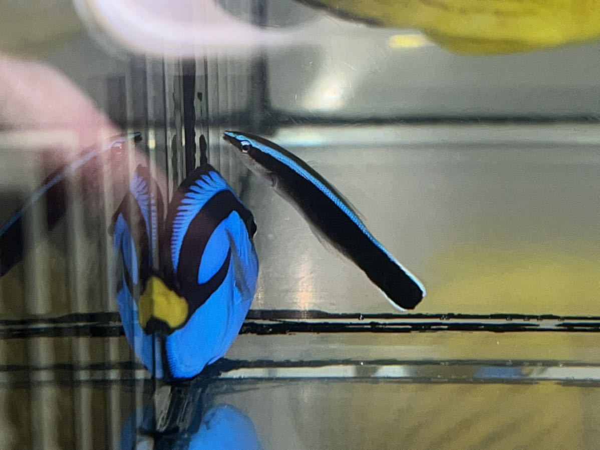 沖縄産　ホンソメワケベラ（幼魚約4㎝前後)餌爆喰い！稀少サイズ！プロが扱う生体！（九州、沖縄、北海道の地域入札不可）