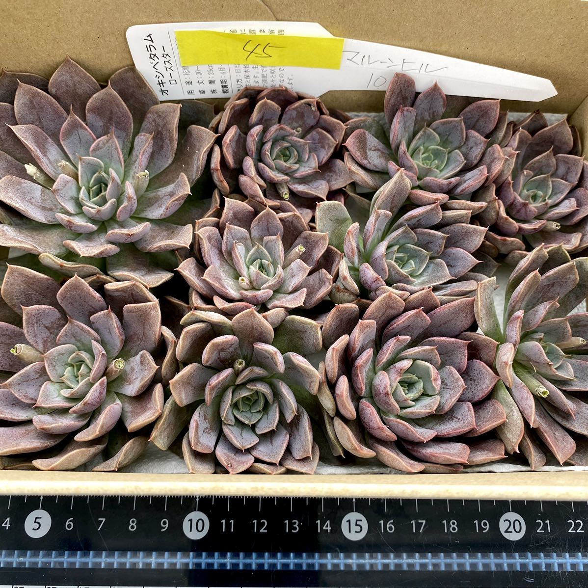 45 マルーンヒル 10株 【多肉植物】【エケベリア】【一律送料】【韓国 