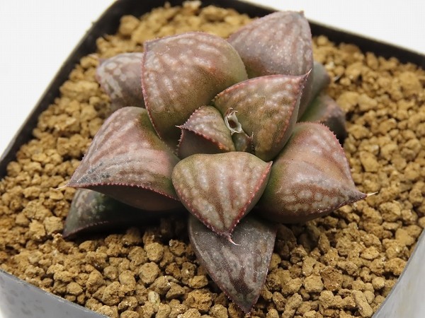 爆買い，新品 孫悟空実生 実生 未繁殖 多肉植物 Haworthia ハオルチア ハオルシア(サボテン)｜売買されたオークション情報、yahooの商品情報をアーカイブ公開 - オークファン サボテン