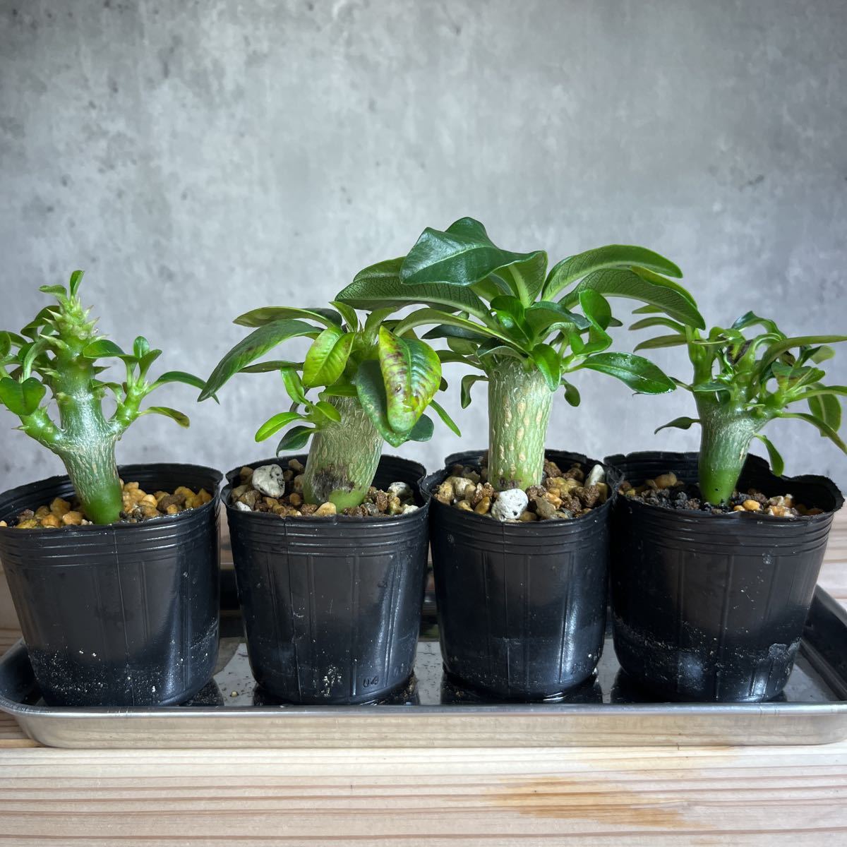 4 パキポディウムウィンゾリー 傷あり Pachypodium windsorii 