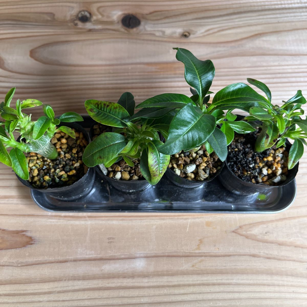 4 パキポディウムウィンゾリー 傷あり Pachypodium windsorii 