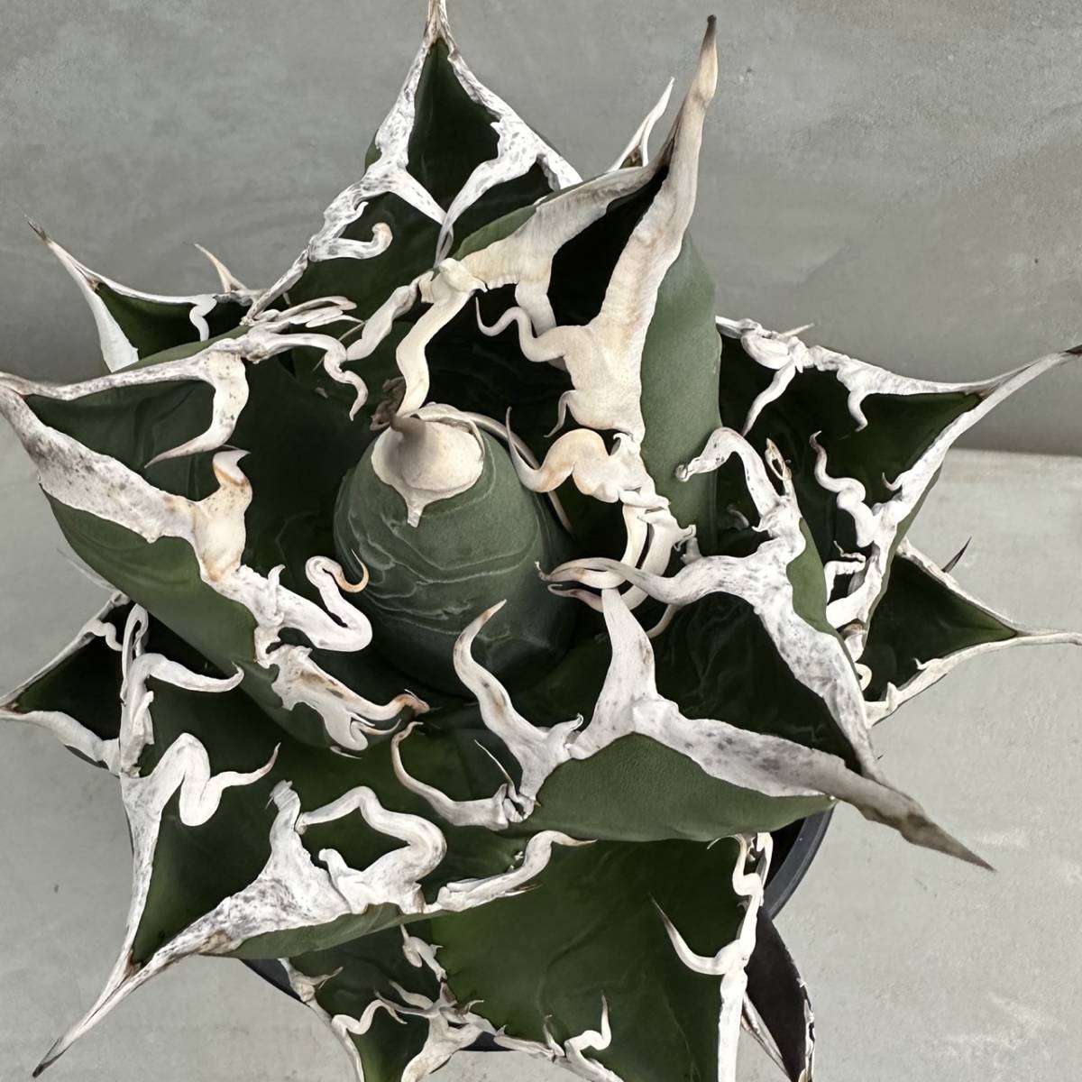 PTL030 Agave titanota (アガベ チタノタ) 強棘 スペシャル ブルータイプ 超良型株 発根活着株ポルトラーノ サボテン 塊根