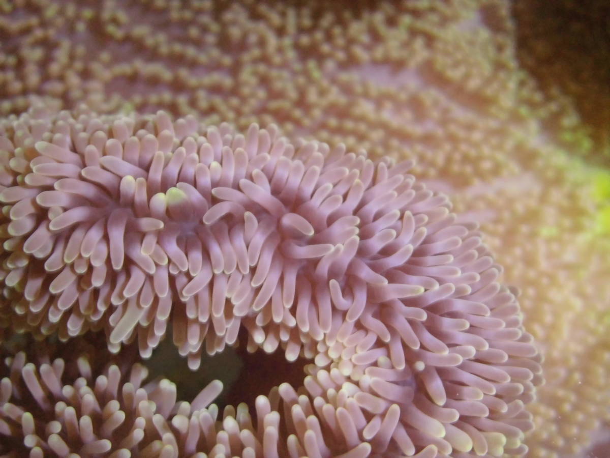 極美！石垣島産・ハタゴイソギンチャク・Purple＆Green・約１８㎝００２