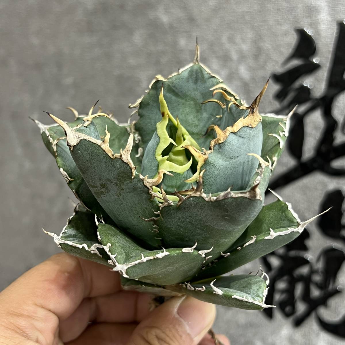 龍園觀】①No.71 特選 アガベ 多肉植物 チタノタ 白鯨 強棘 極上株