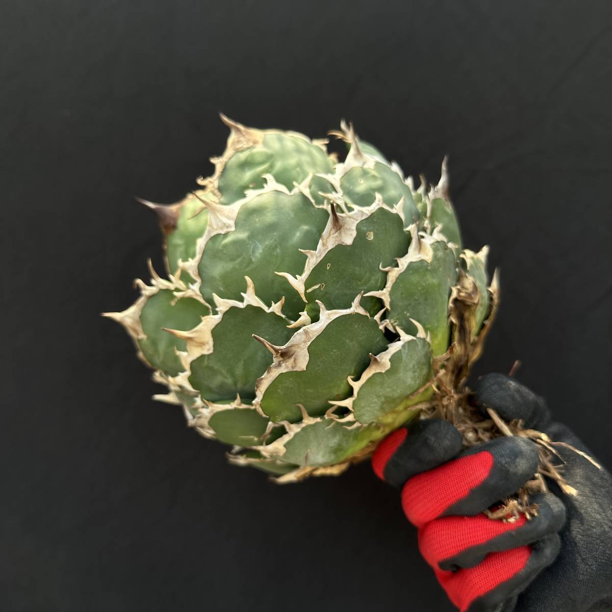 No.001【 AGAVE TITANOTA 】強棘 まん丸 ボールタイプ スペシャル株