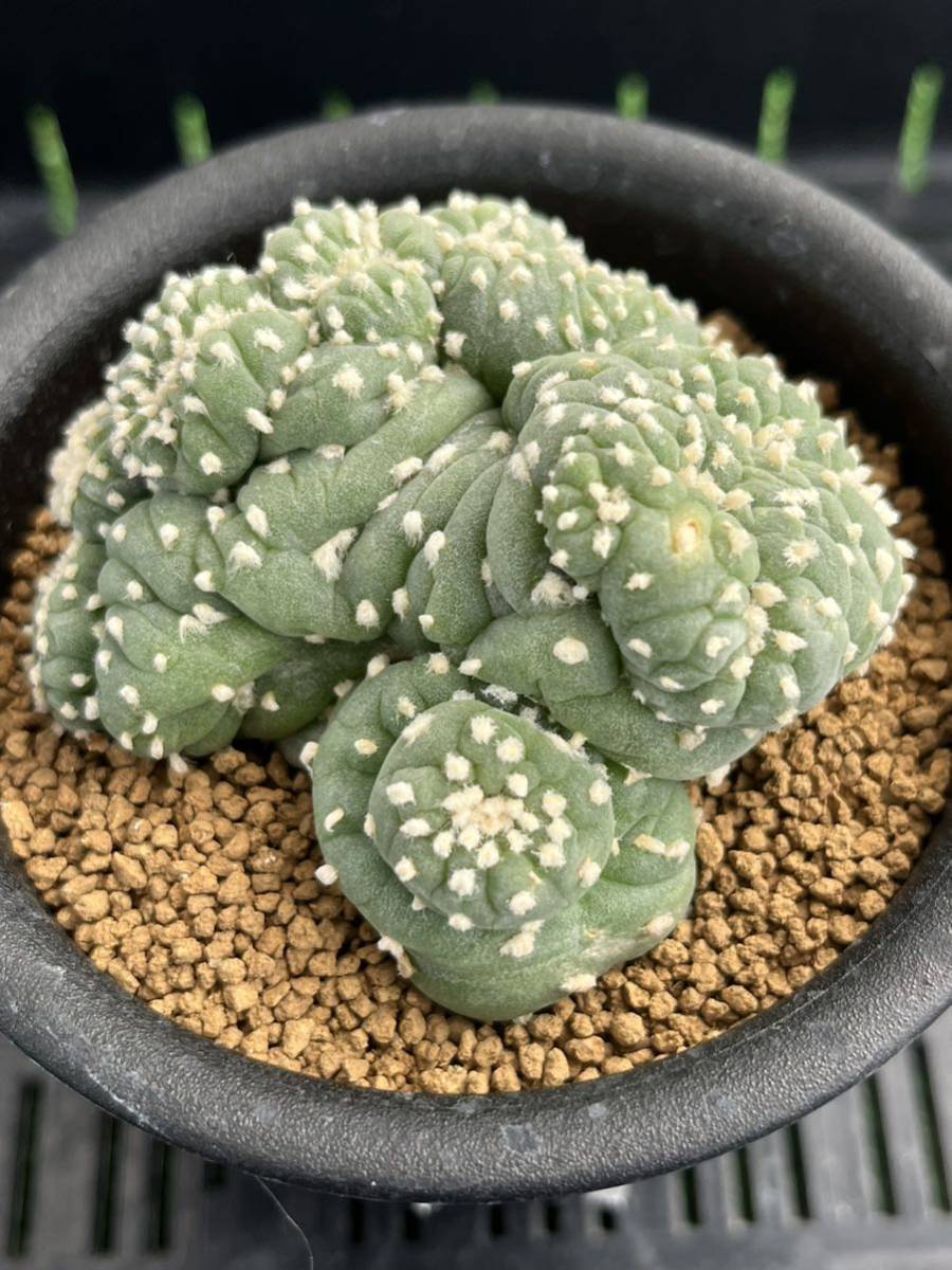サボテン 銀冠玉 モンスト綴化② 【公式通販】