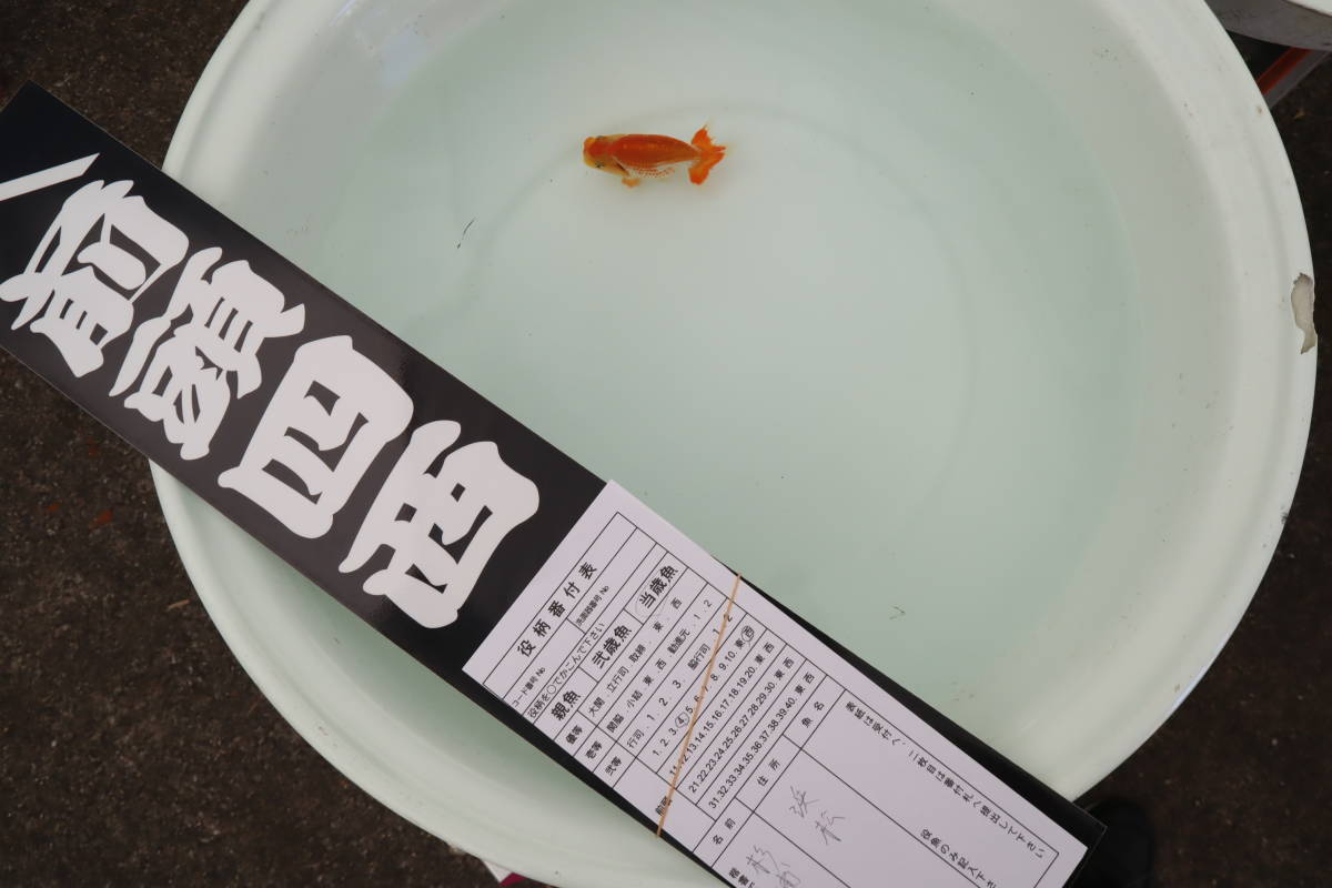 丸長 F 2023.7.2開催！　東京らんちゅう会　研究会！【 前頭四西　静岡県 春野町 杉浦邦彦氏 】8.5㎝！ 