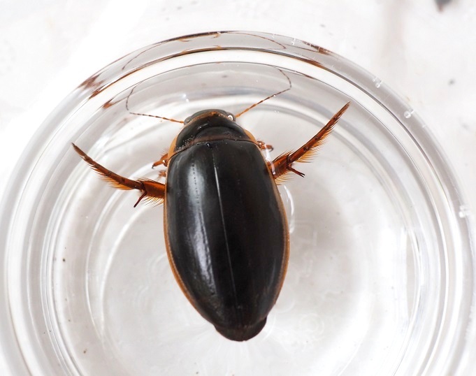 ゲンゴロウモドキ3匹（B♂+B♀溝あり+B♀溝なし）