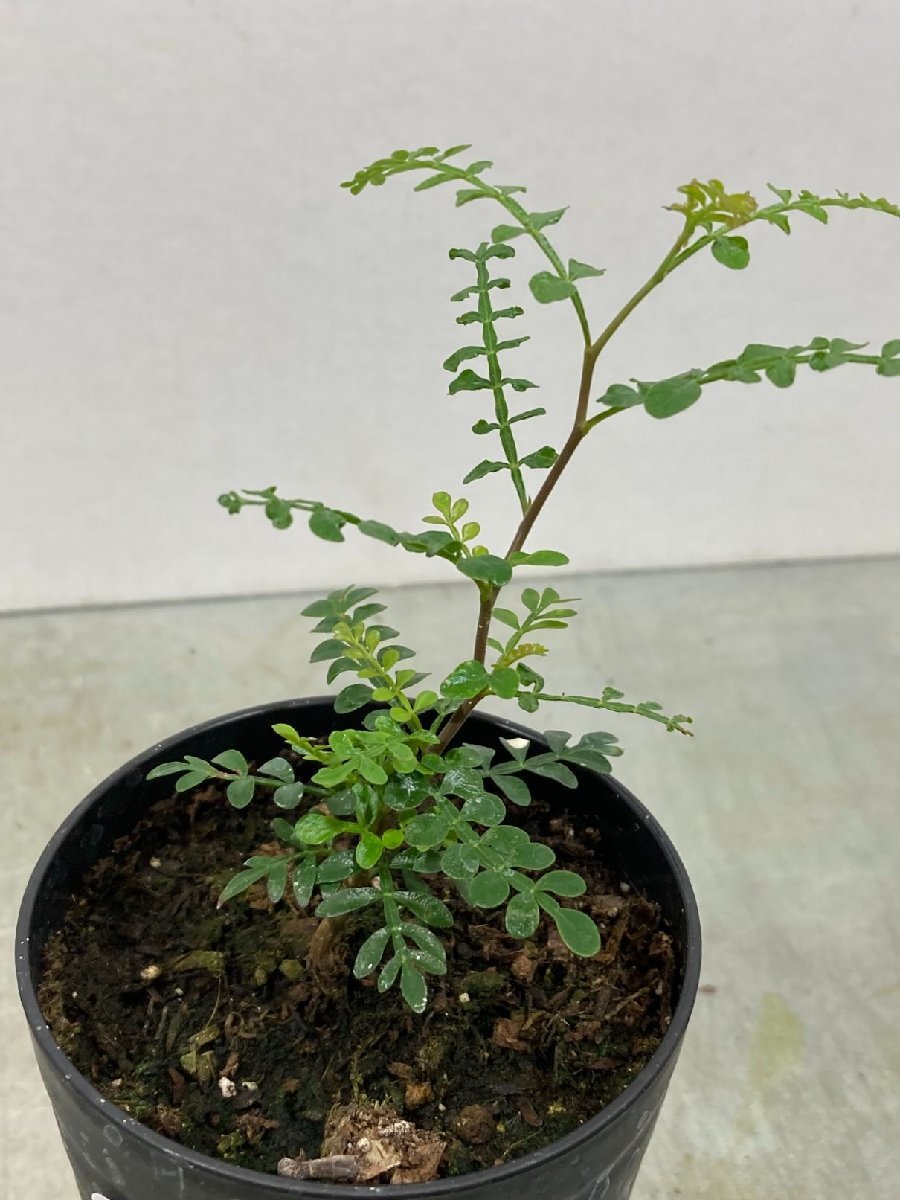 ケ4360 「実生」オペルクリカリア　ヒファエノイデス【種から発芽・Operculicarya hyphaenoides・塊根植物】