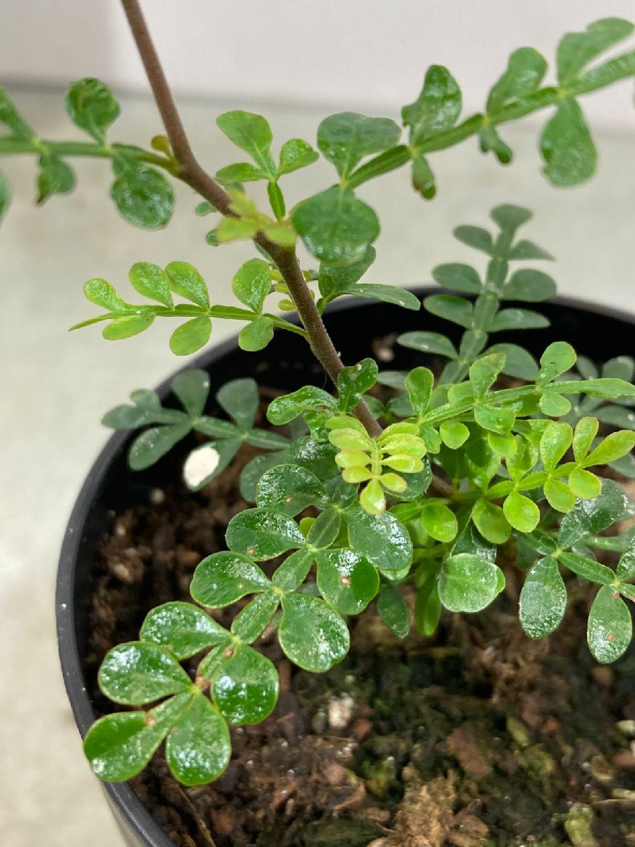 ヒファエノイデス green オペルクリカリア ヒファエノイデス
