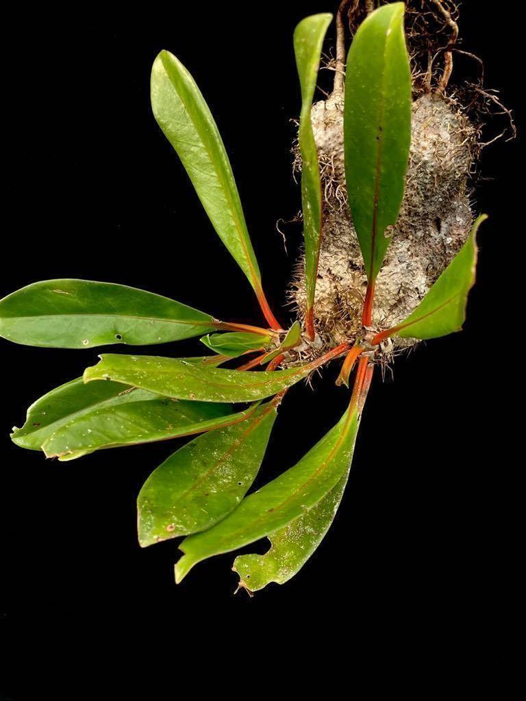 sp. Myrmecodia アリ植物 (orange leaves elongated petioles) (round