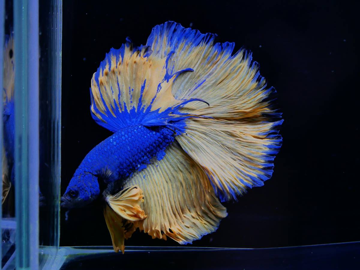 【PoPo Betta】　ベタ 　B5　HM　マスタード　♂　タイ直輸入　★説明文ご確認ください★